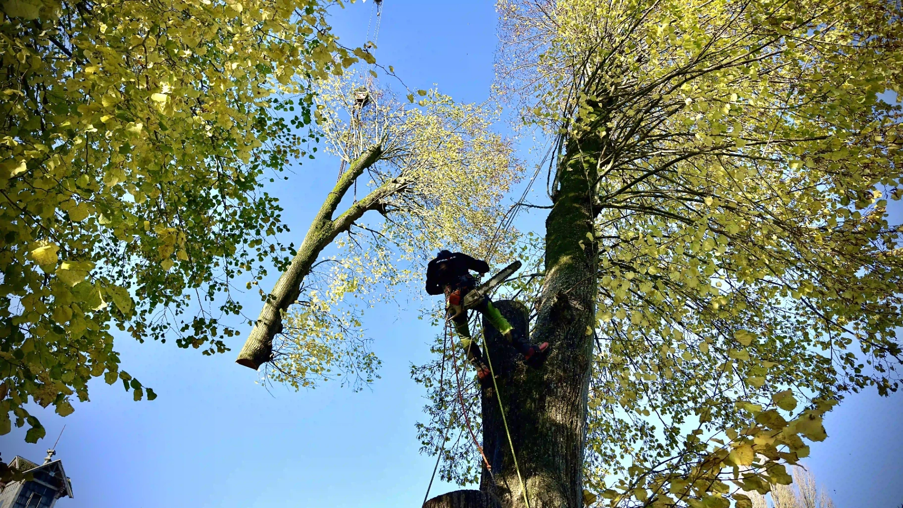 Élagage technique en hauteur