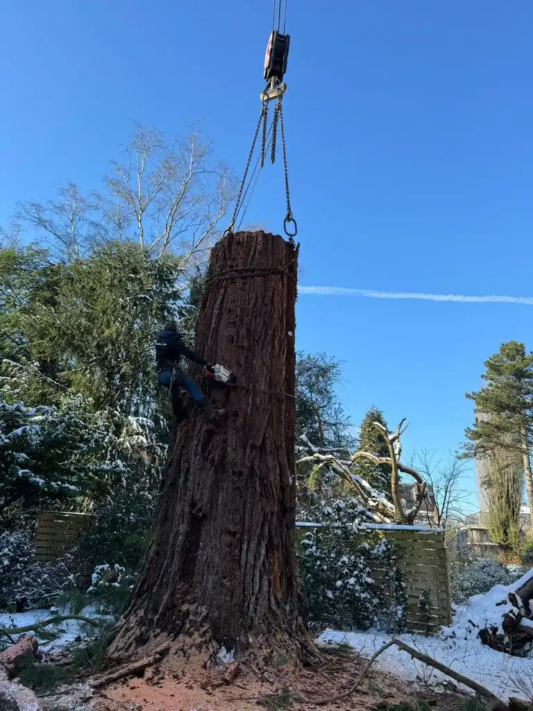 Abattage d'un grand séquoia avec retenue à la grue en hiver
